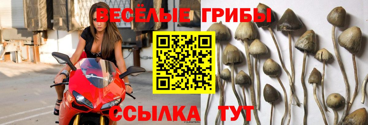 Псилоцибиновые грибы MAGIC MUSHROOMS  Псилоцибиновые грибы GOLDEN TEACHER  Вход с VPN  цены   Россия 